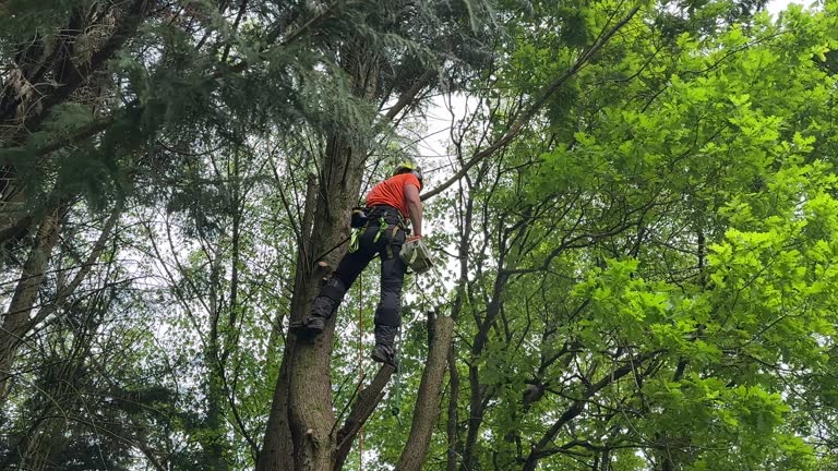 Best Tree Maintenance Programs  in New Port Richey East, FL